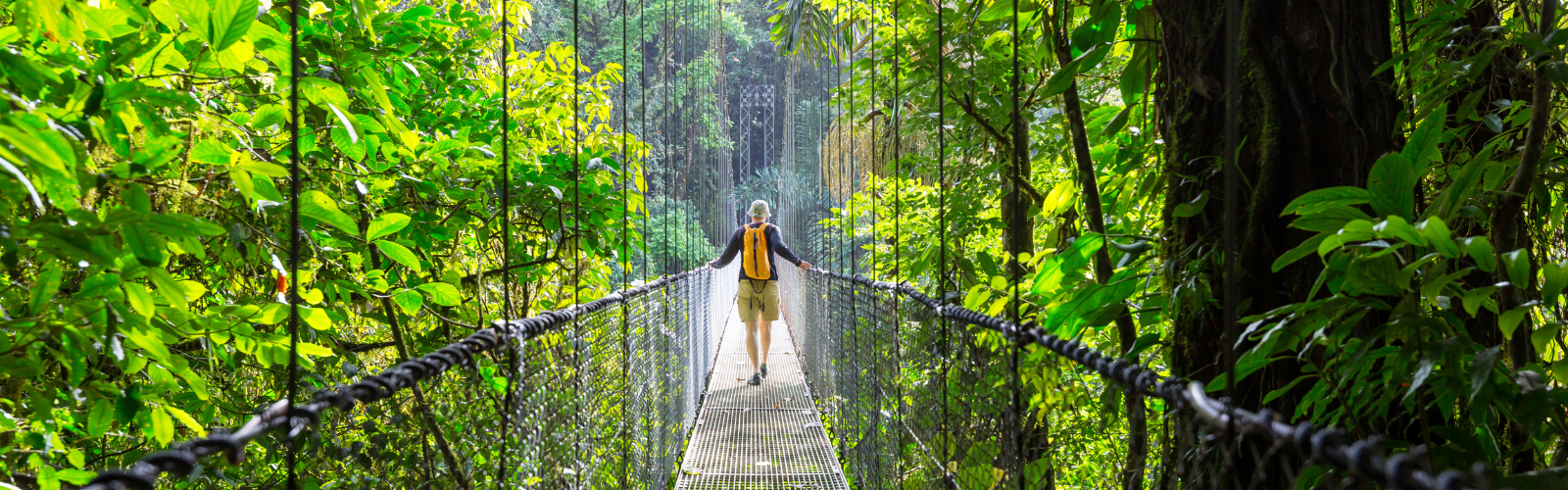 A student is walking on a suspended bridge over the rainforest. They are facing away from the camera.